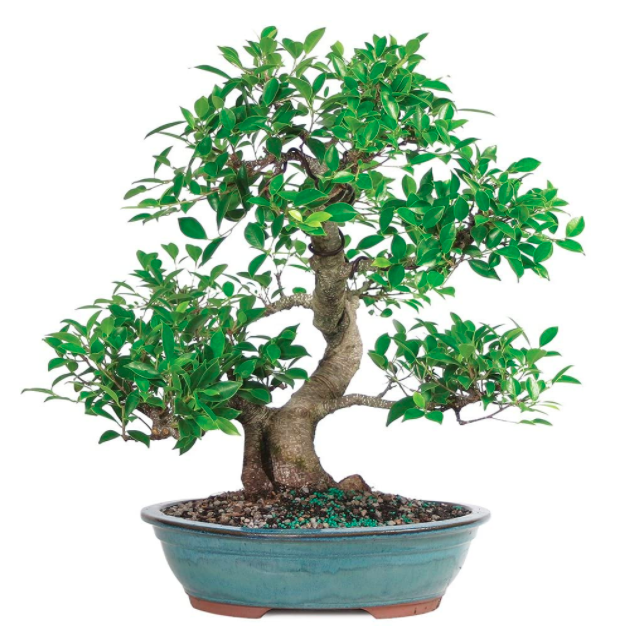 bonsai tree